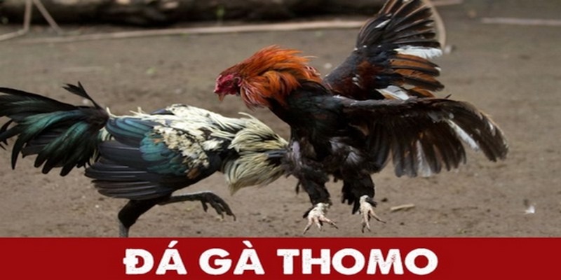 Những thông tin về luật đá gà đòn thomo cược thủ cần biết